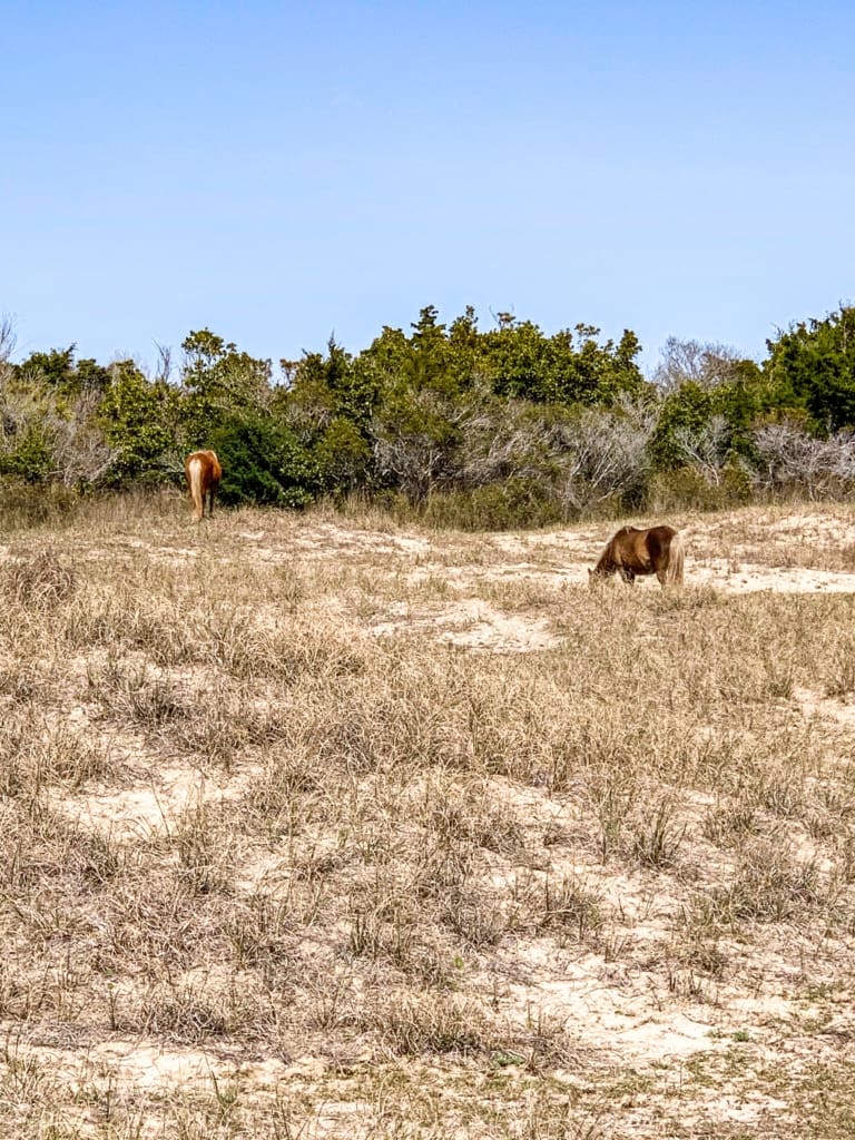 Wild horses on Carrot Island