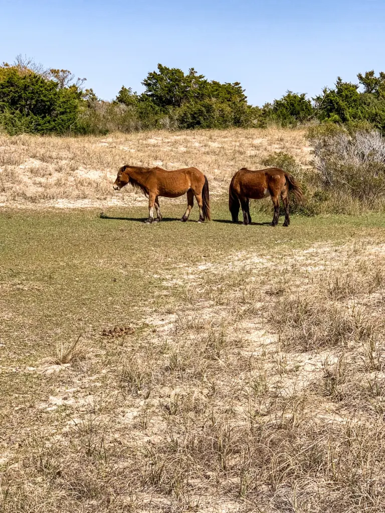 Scenic shot of wild horses on Shackleford Banks