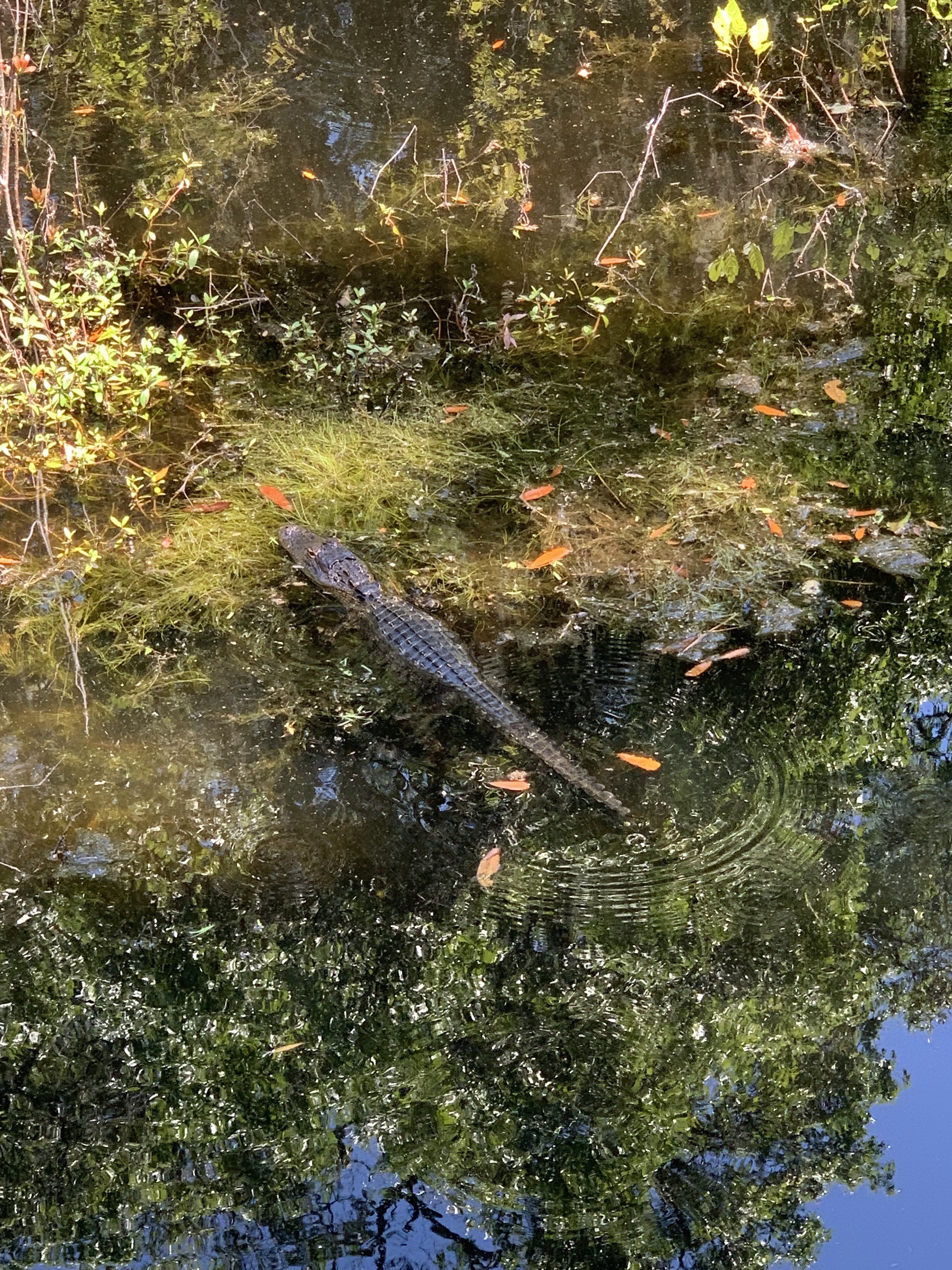 Shot of an alligator along the biking trails in Hilton Head