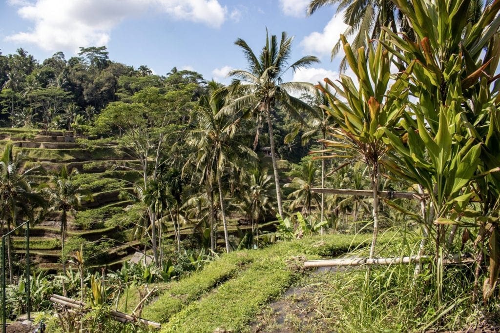 Tegallalang Rice Terrace, Ubud, Indonesia