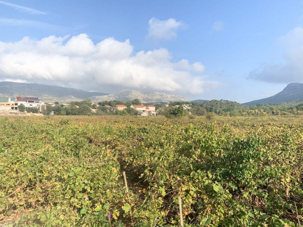 Wine tasting on Pelješac Peninsula