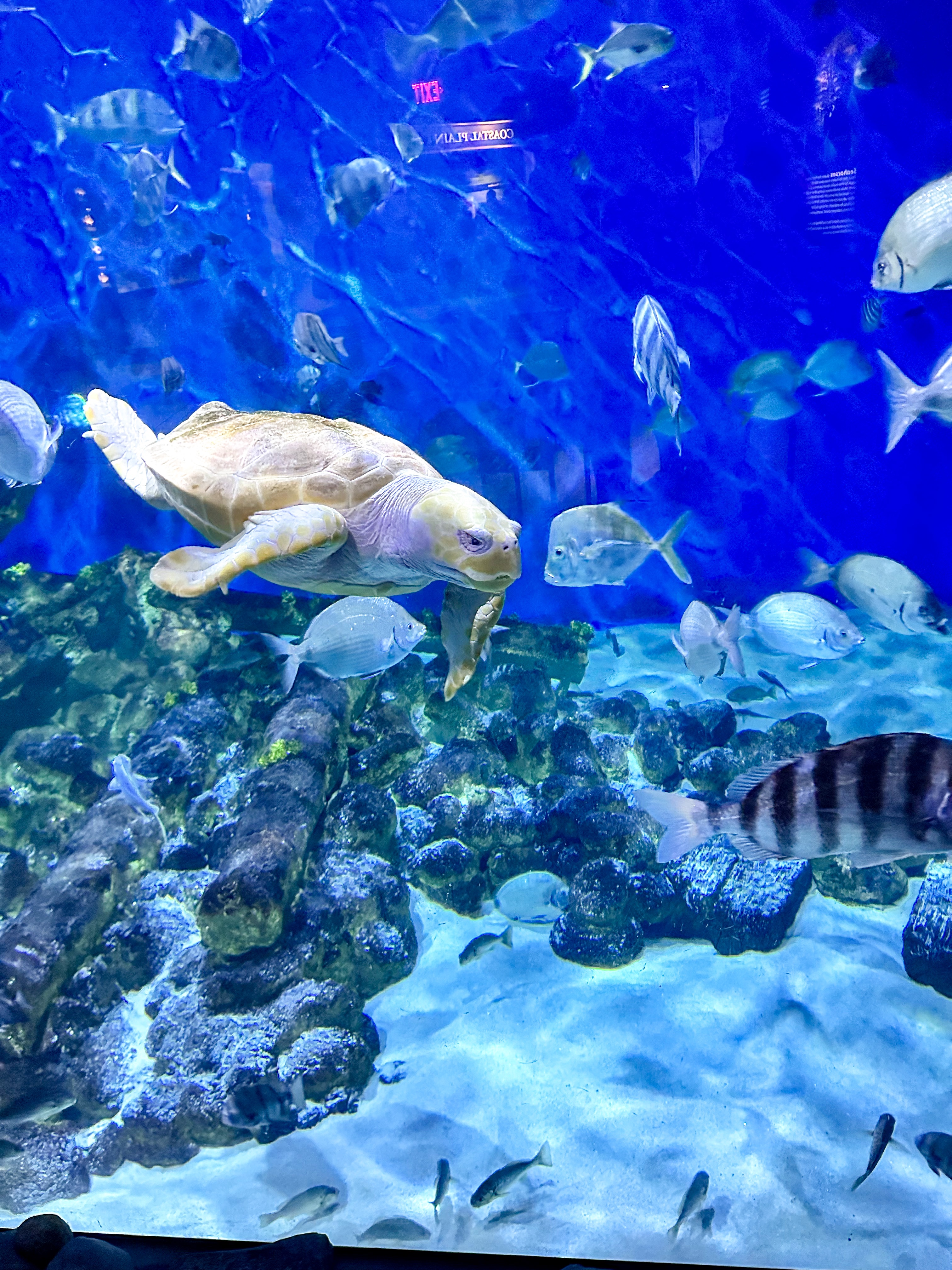 Turtle and fish from the Pine Knolls Aquarium