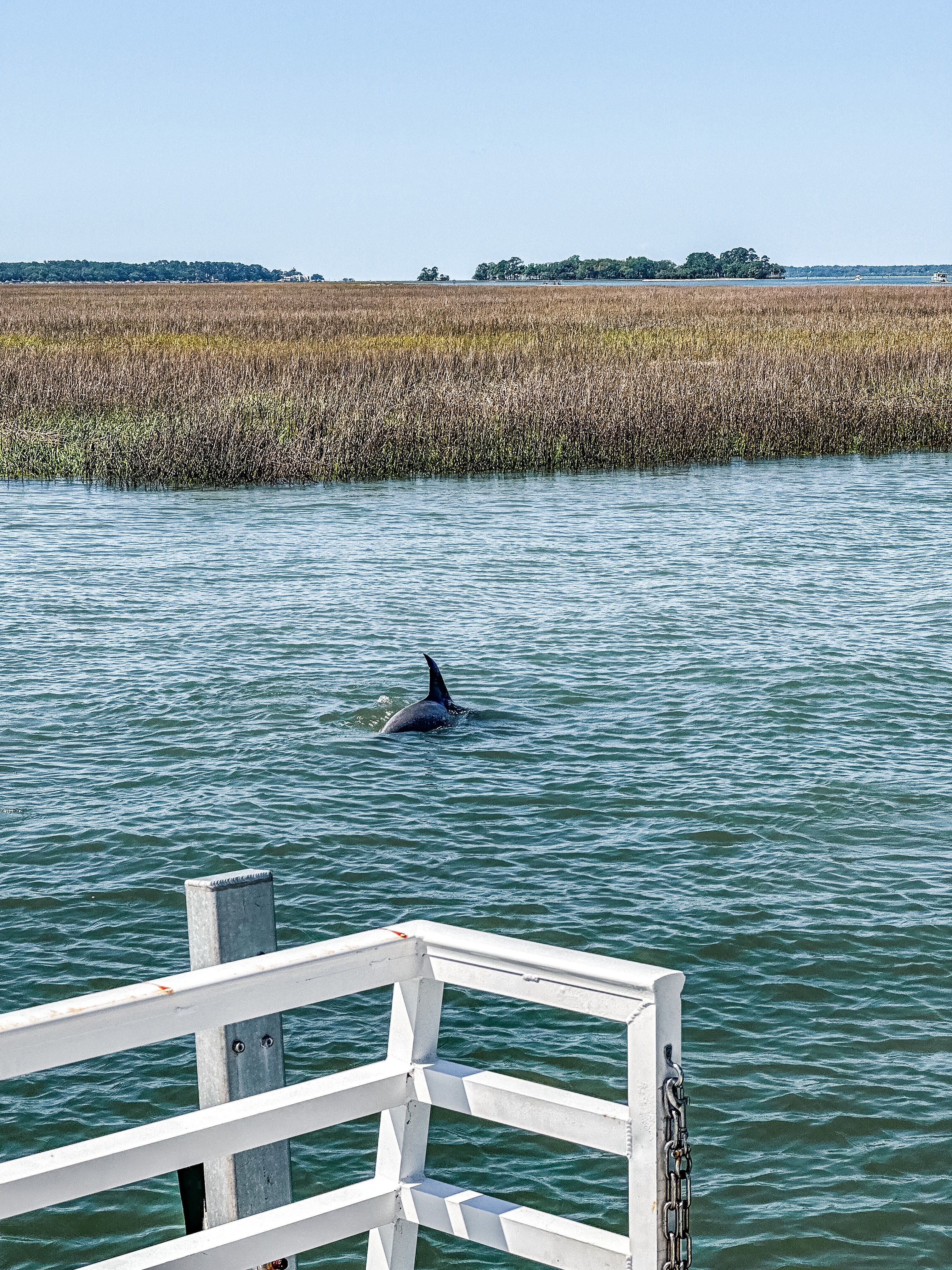 Spotting a dolphin in the water in Hilton Head