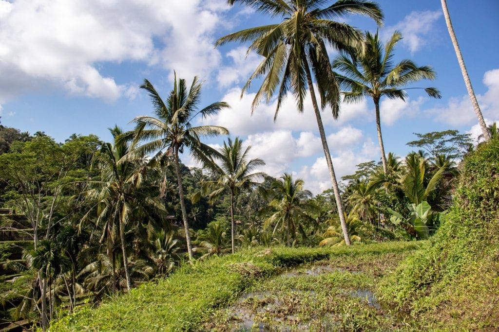 Photo of Tegallalang Rice Terrace