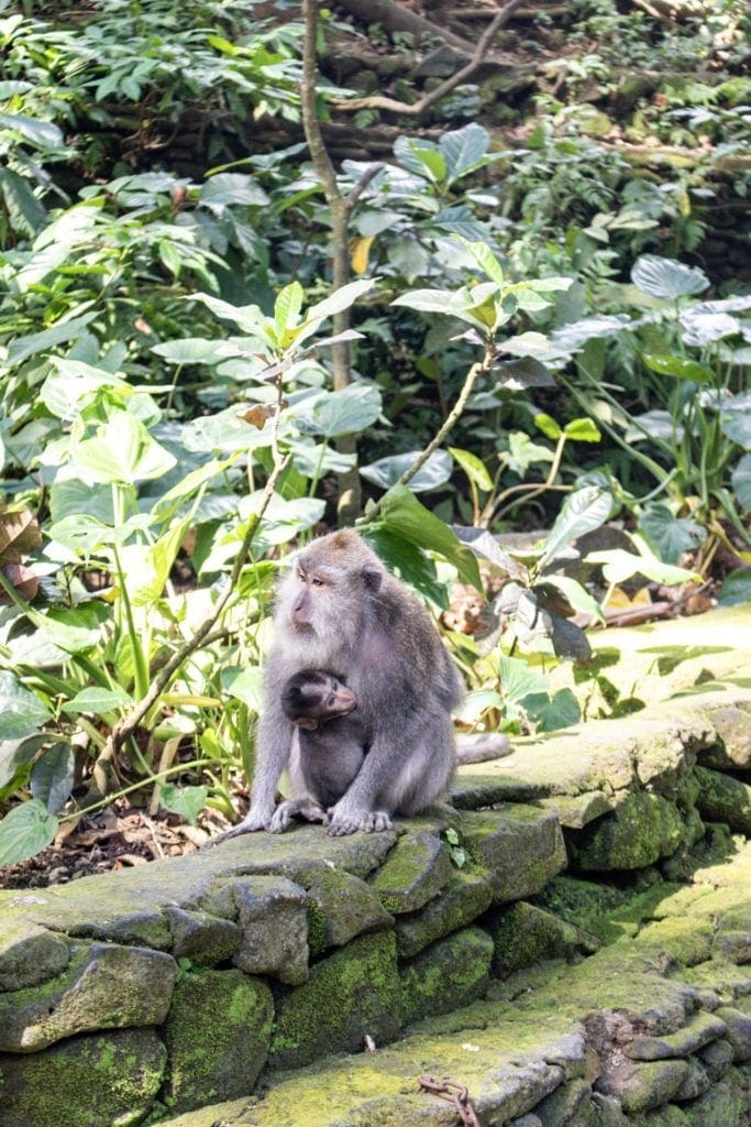 Hanging with Monkeys at the Monkey Forest, Ubud, Indonesia