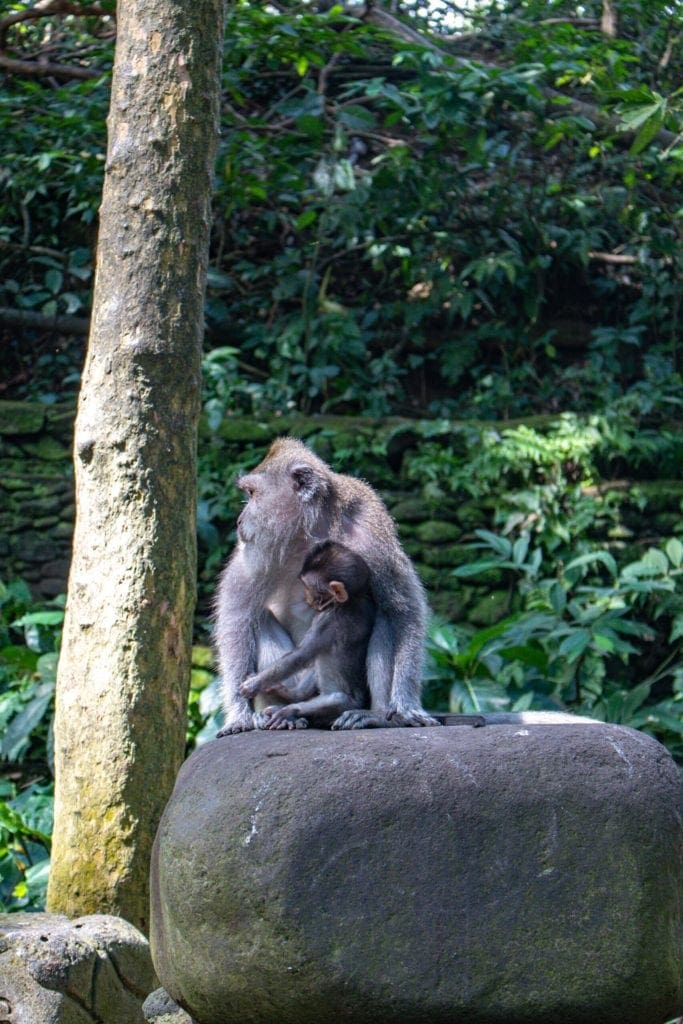 Photo of a few monkeys at the Monkey Forest