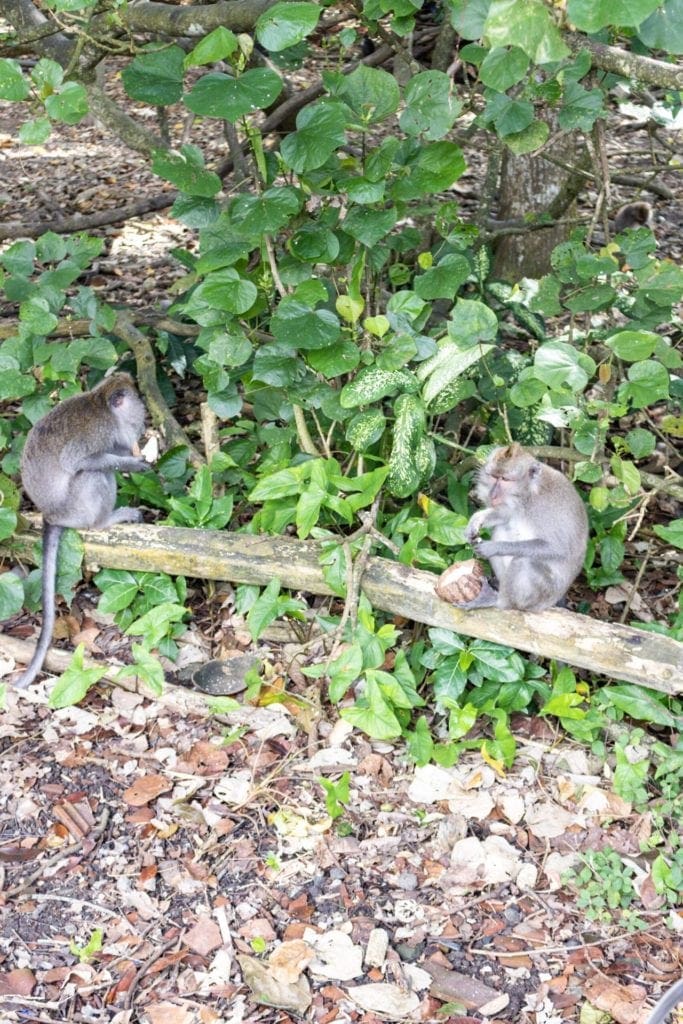 Monkey Forest, Ubud, Indonesia