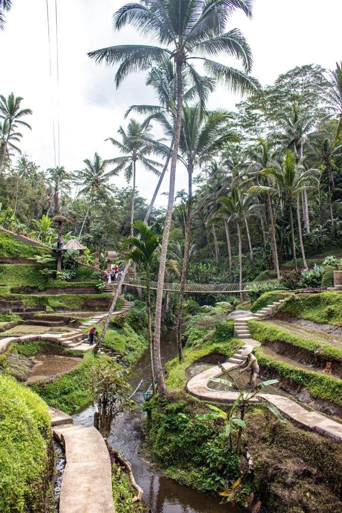 Photo of Lush coffee plantation in Ubud