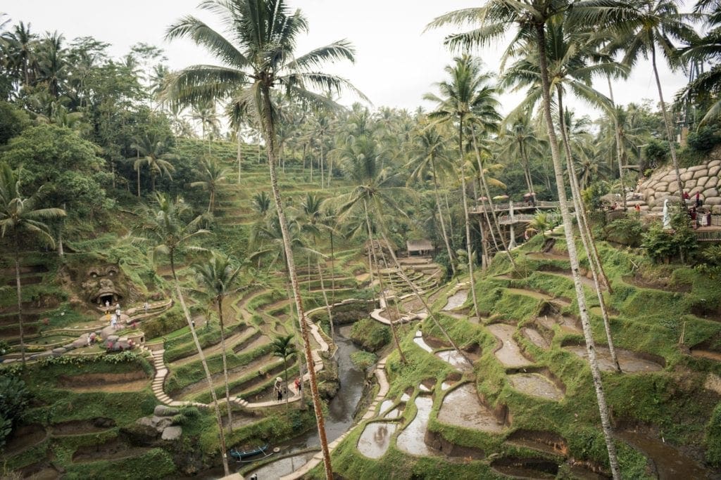 Admiring Alas Harum, Ubud, Indonesia