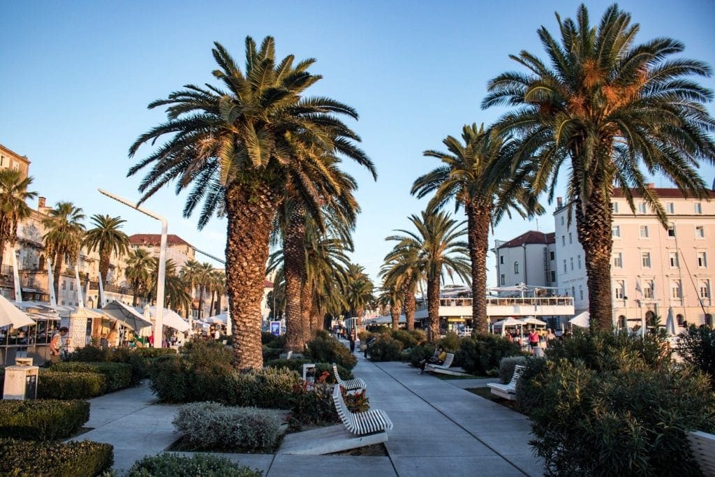 Photo of the Promenade with palm trees along the side walk