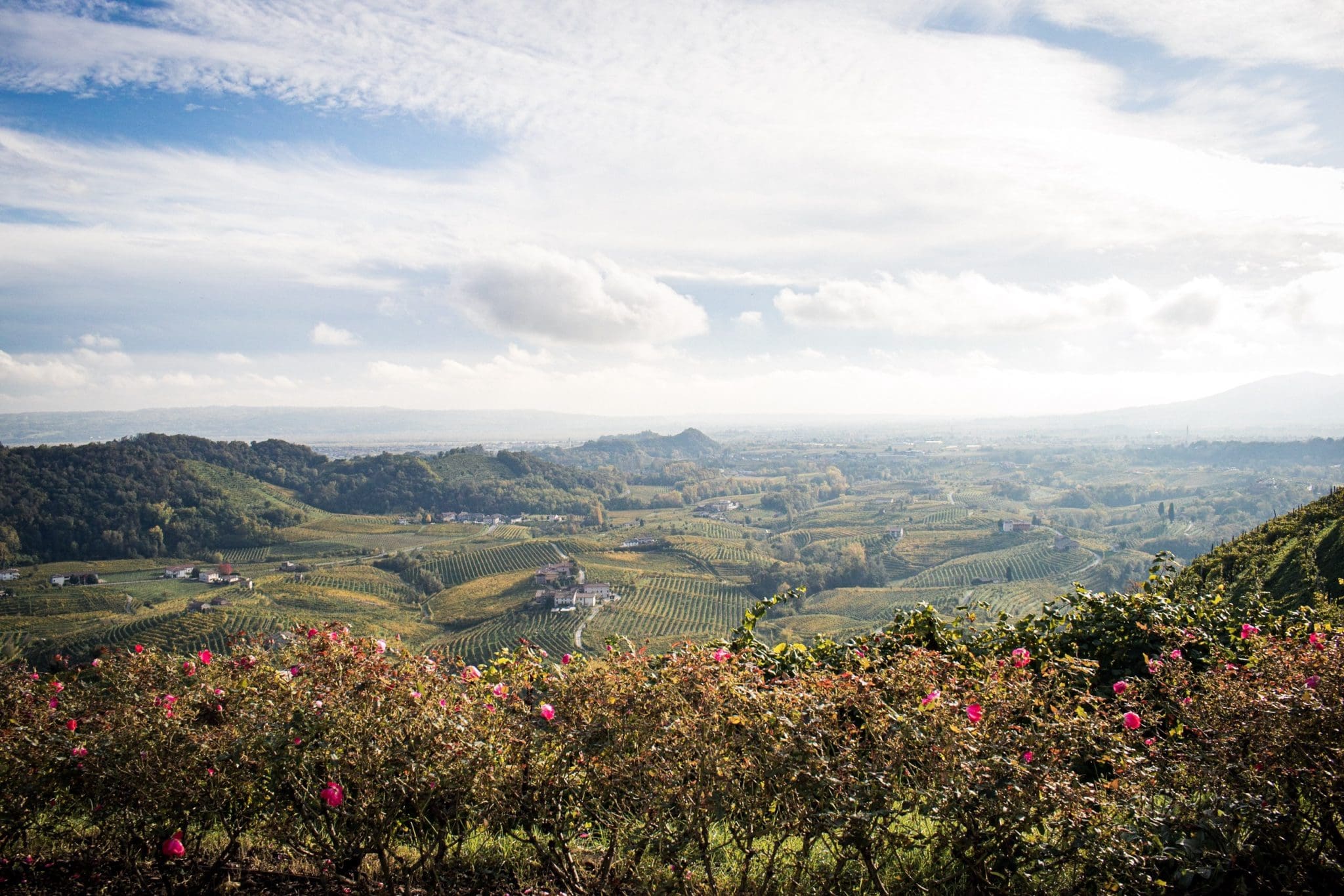 View of the vineyards in Prosecco, Italy