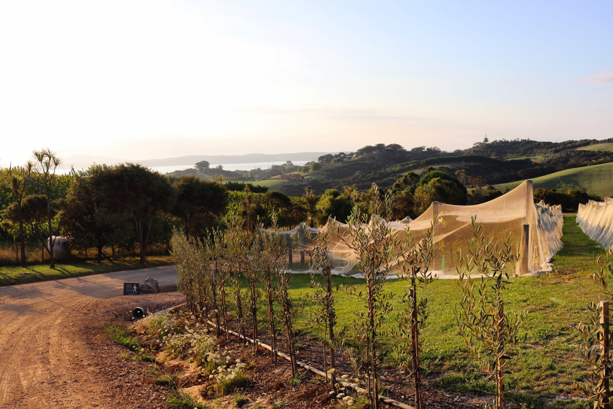 Photo of the vineyards on Waiheke Island