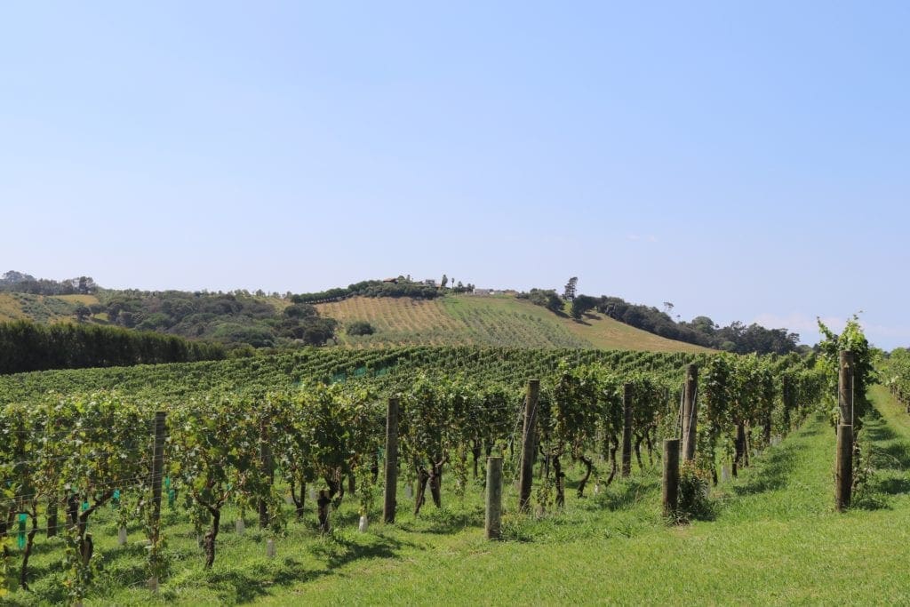 Wineries on Waiheke Island, NZ