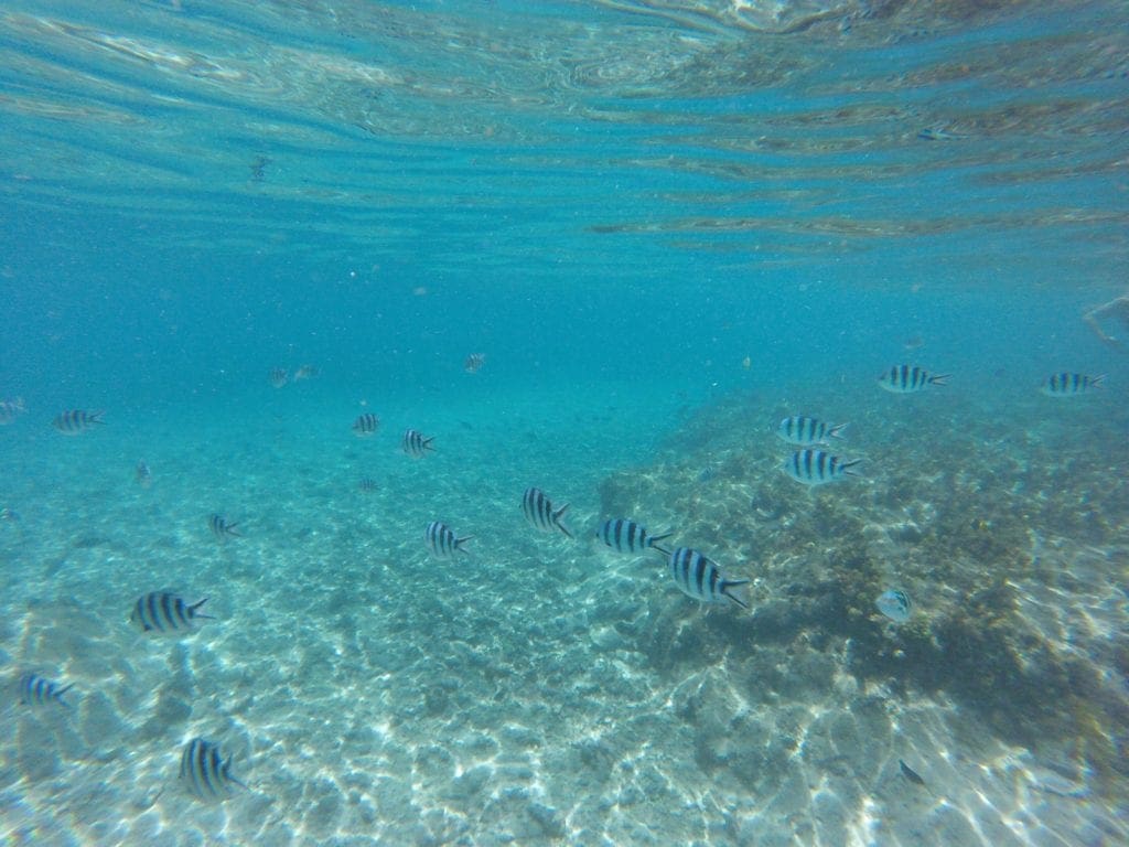 Snorkeling in Fiji